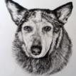 Zena