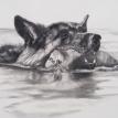 swimming shephard