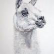 RJ the llama