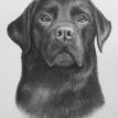 Rocco